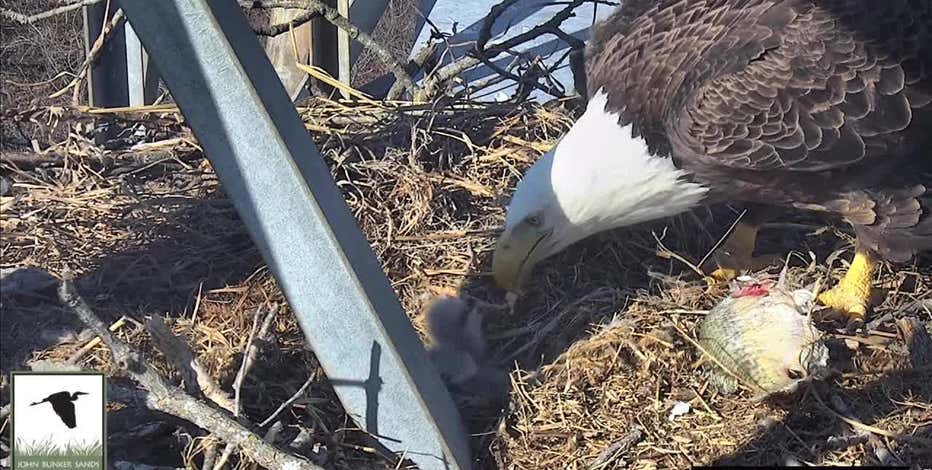 2 bald eagles hatch at Dallas-area wetland center