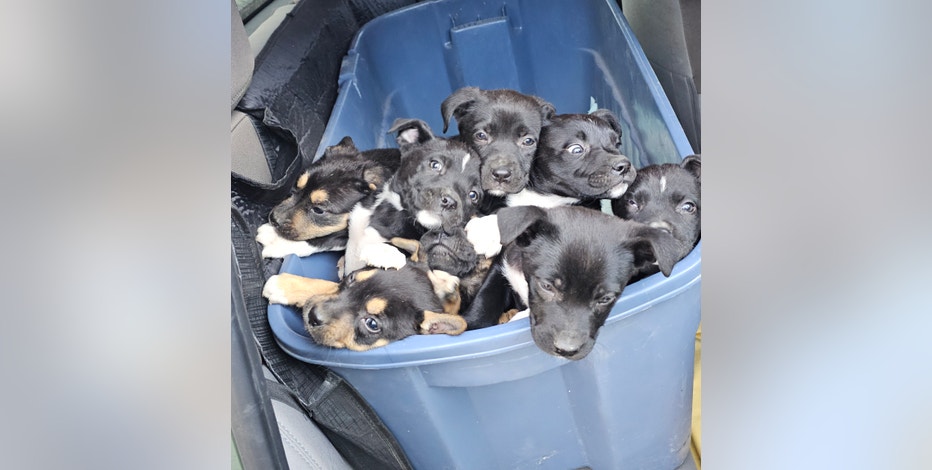 Puppies rescued from garbage can at Fort Worth park