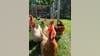 What does it take to raise my own backyard chickens?