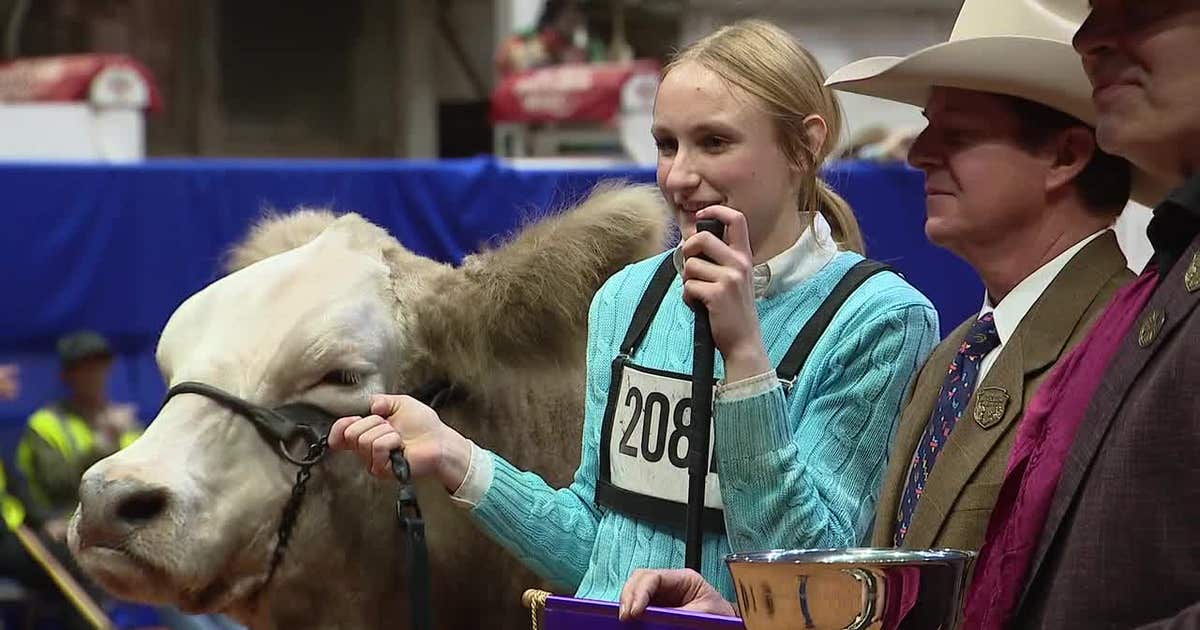 2025 Fort Worth Junior Grand Champion Steer Award winner revealed: Meet ...