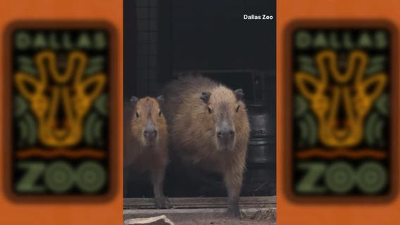 Capybaras return to the Dallas Zoo
