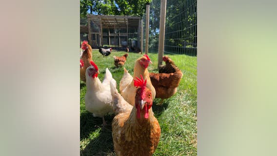 What does it take to raise my own backyard chickens?