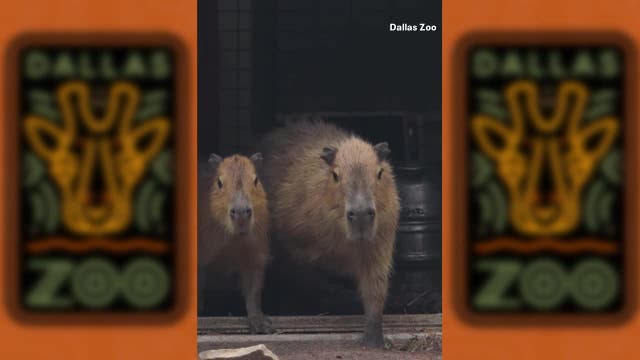 Capybaras return to the Dallas Zoo
