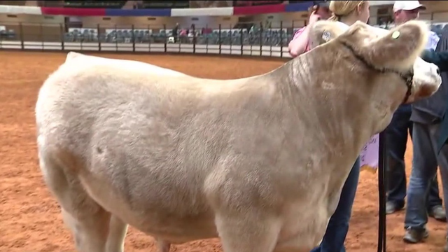 Fort Worth Stock Show and Rodeo's Grand Champion Steer auctioned for $375K