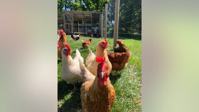 What does it take to raise my own backyard chickens?
