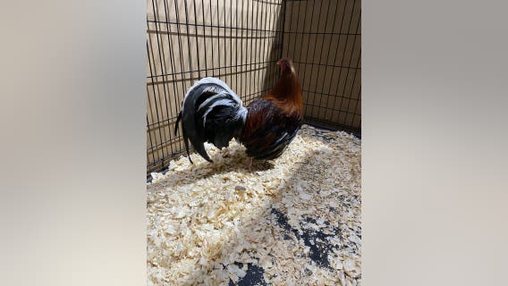21 arrested at active cockfight in Hunt Co., 65 live roosters seized
