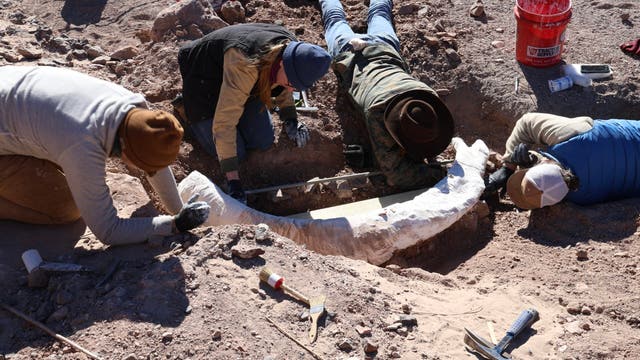 West Texas hunter finds mammoth tusk on ranch