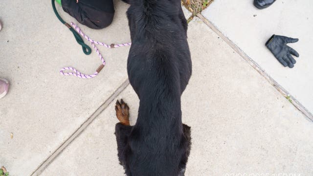 50 Rottweilers and other dogs rescued in Watauga animal cruelty case