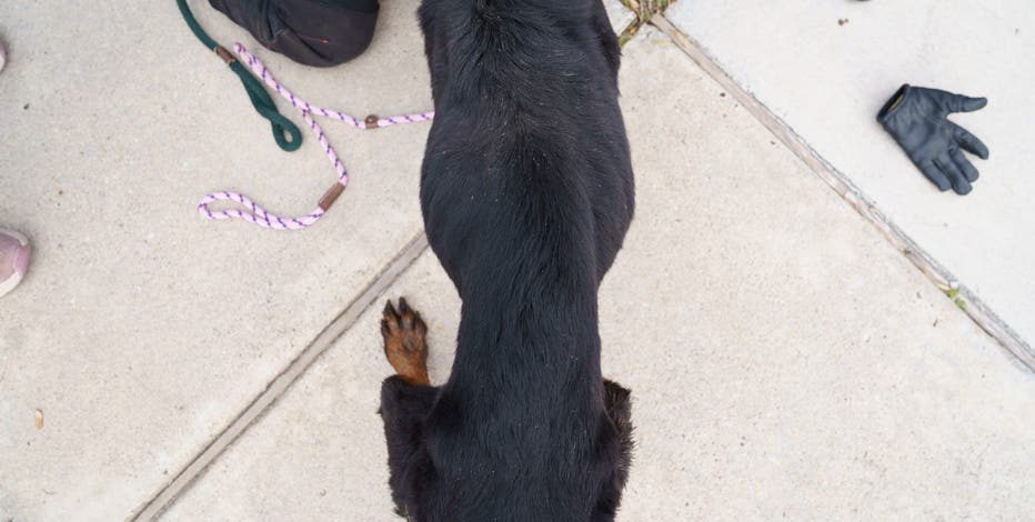 50 Rottweilers and other dogs rescued in Watauga animal cruelty case