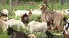 City of Dallas hires more than 250 goats to clear invasive species