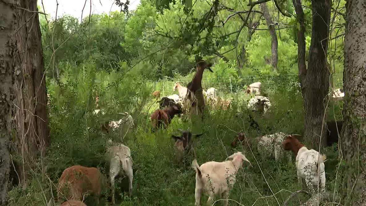 Dallas hires 200 goats to clear invasive plants at White Rock Lake