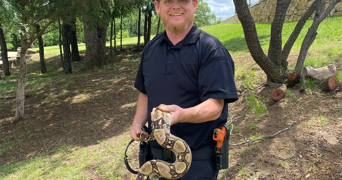 6-foot boa constrictor snake found in tree at Arlington park | FOX