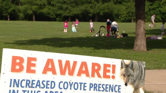 Coyote injures 2 children along White Rock Creek Trail