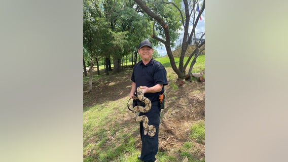 6-foot boa constrictor snake found in tree at Arlington park