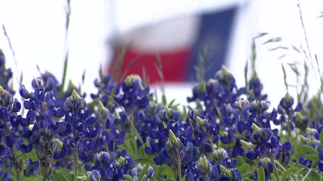 Ennis receives Texas historical marker for bluebonnet fields