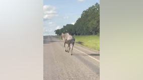 Wildebeest captured in Wise County after escaping ranch