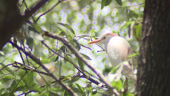 Fort Worth neighbors helpless as noisy, smelly egrets invade their street