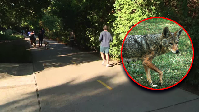 Coyote killed on Katy Trail after aggressive behavior, officials say