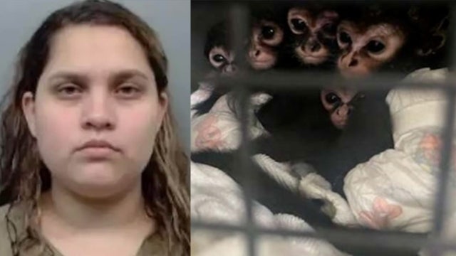 Woman pleads guilty after attempting to smuggle spider monkeys into Texas