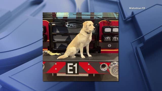 Search for Midlothian firehouse dog, Riggs, comes to a sad end