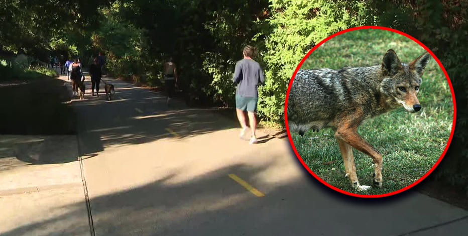 Coyote killed on Katy Trail after aggressive behavior, officials say