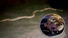 15-foot python captured outside Garland home