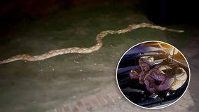15-foot python captured outside Garland home