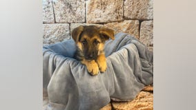 Puppy bandit: Police seek man who took German Shepherd from McKinney Petland