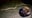 15-foot python captured outside Garland home