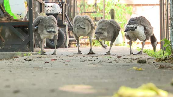 North Texas Wildlife Center given 60 days to find new home or close