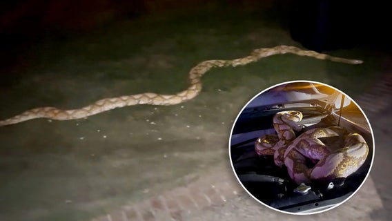 15-foot python captured outside Garland home