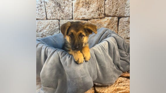 Puppy bandit: Police seek man who took German Shepherd from McKinney Petland