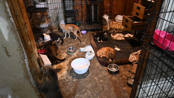 North Texas animal rescue operator arrested, 66 animals found in 'deplorable conditions'