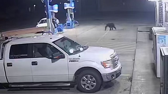 Black bear spotted at North Texas gas station