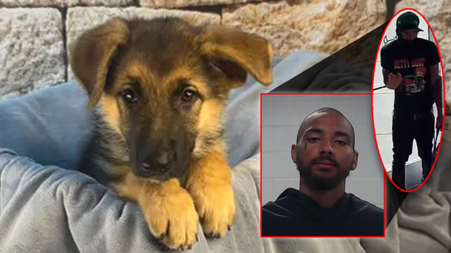 Stolen German Shepard puppy found, suspect arrested in McKinney