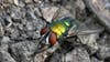 U.S. plans to drop millions of flies over Texas to fight flesh-eating maggots