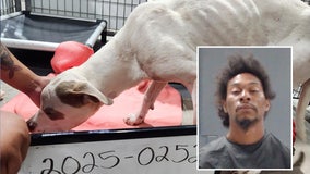 Hunt County Animal Abuse: SPCA of Texas awarded custody of 1-year-old pit bull mix