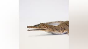 Fort Worth Zoo hatches critically endangered gharial crocodiles