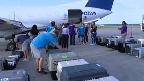 Over 120 pets flown to Fort Worth from Central Texas flood zone