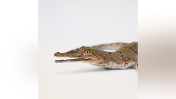 Fort Worth Zoo hatches critically endangered gharial crocodiles