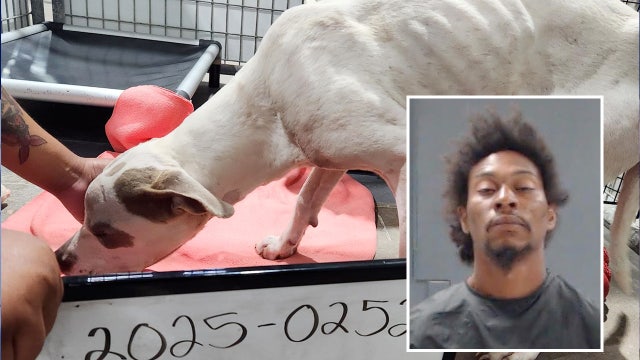 Hunt County Animal Abuse: SPCA of Texas awarded custody of 1-year-old pit bull mix