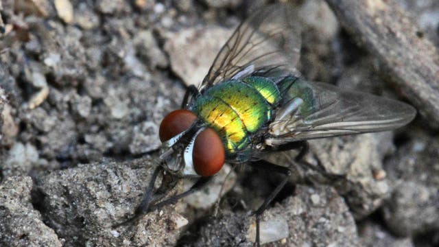 U.S. plans to drop millions of flies over Texas and Mexico to fight flesh-eating maggots