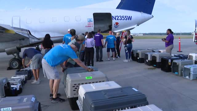 Over 120 pets flown to Fort Worth from Central Texas flood zone