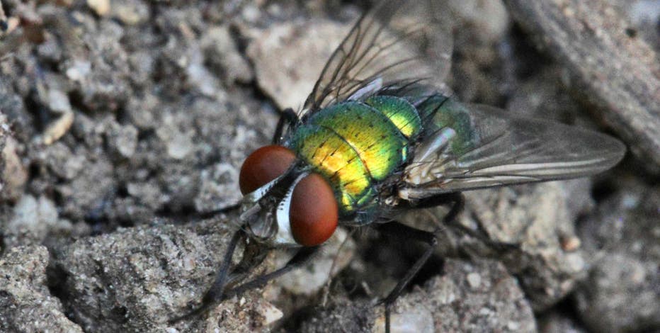 U.S. plans to drop millions of flies over Texas and Mexico to fight flesh-eating maggots
