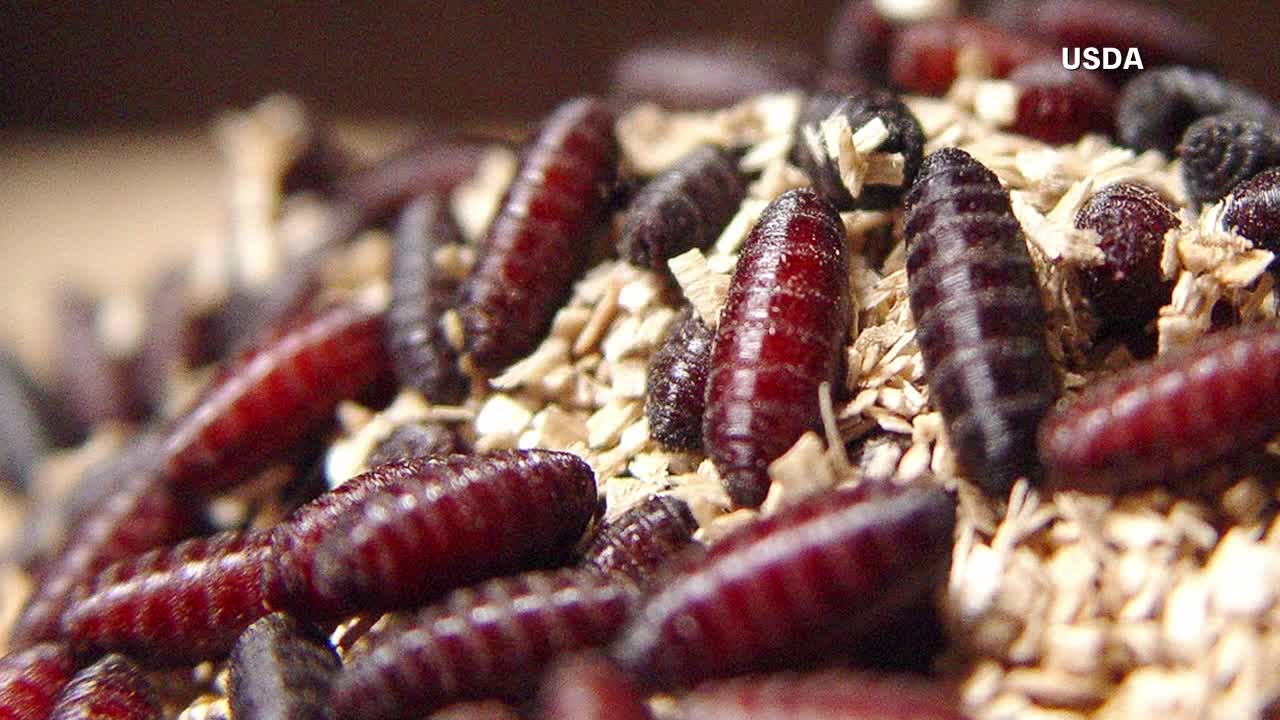 Florida restricts Texas animal imports amid flesh-eating screwworm concerns