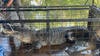 10-foot alligator removed from North Texas lake