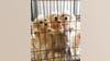 50-60 Maltese dogs need foster homes after animal cruelty rescue