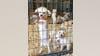 Rescued Maltese dogs available for adoption soon in Fort Worth