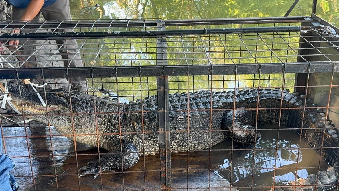 10-foot alligator removed from North Texas lake