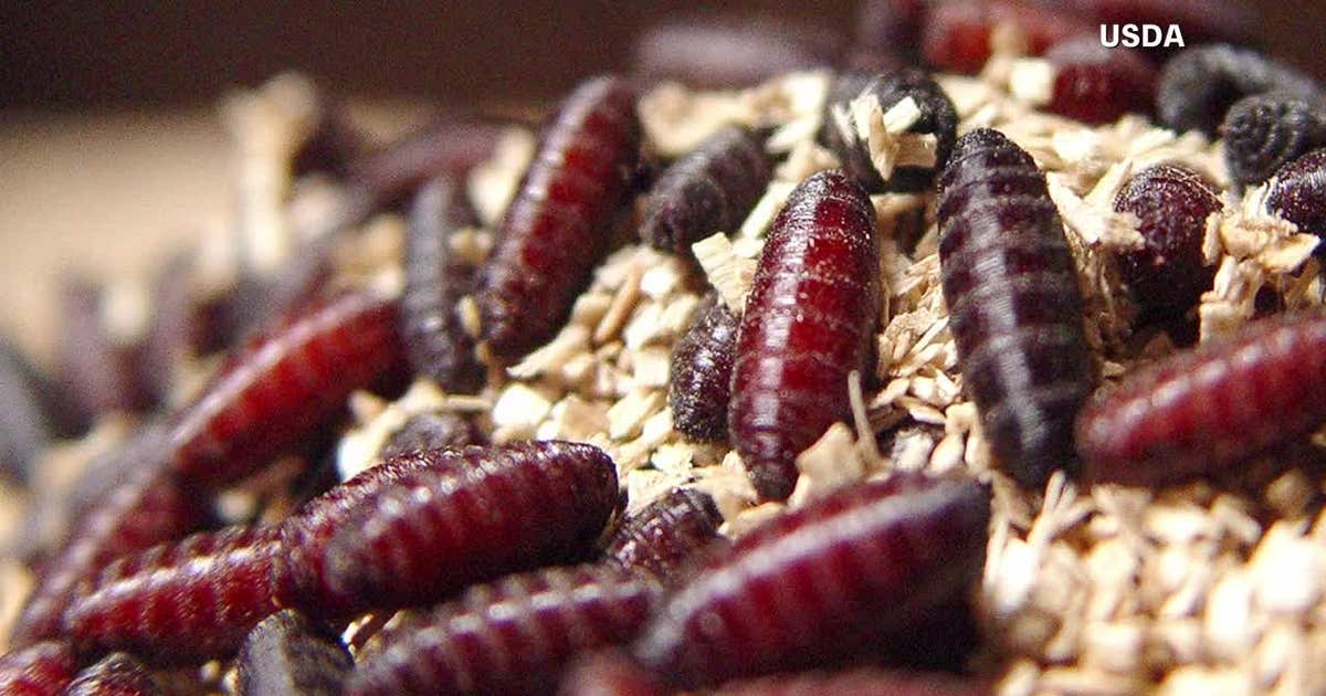 Florida restricts Texas animal imports amid flesh-eating screwworm concerns